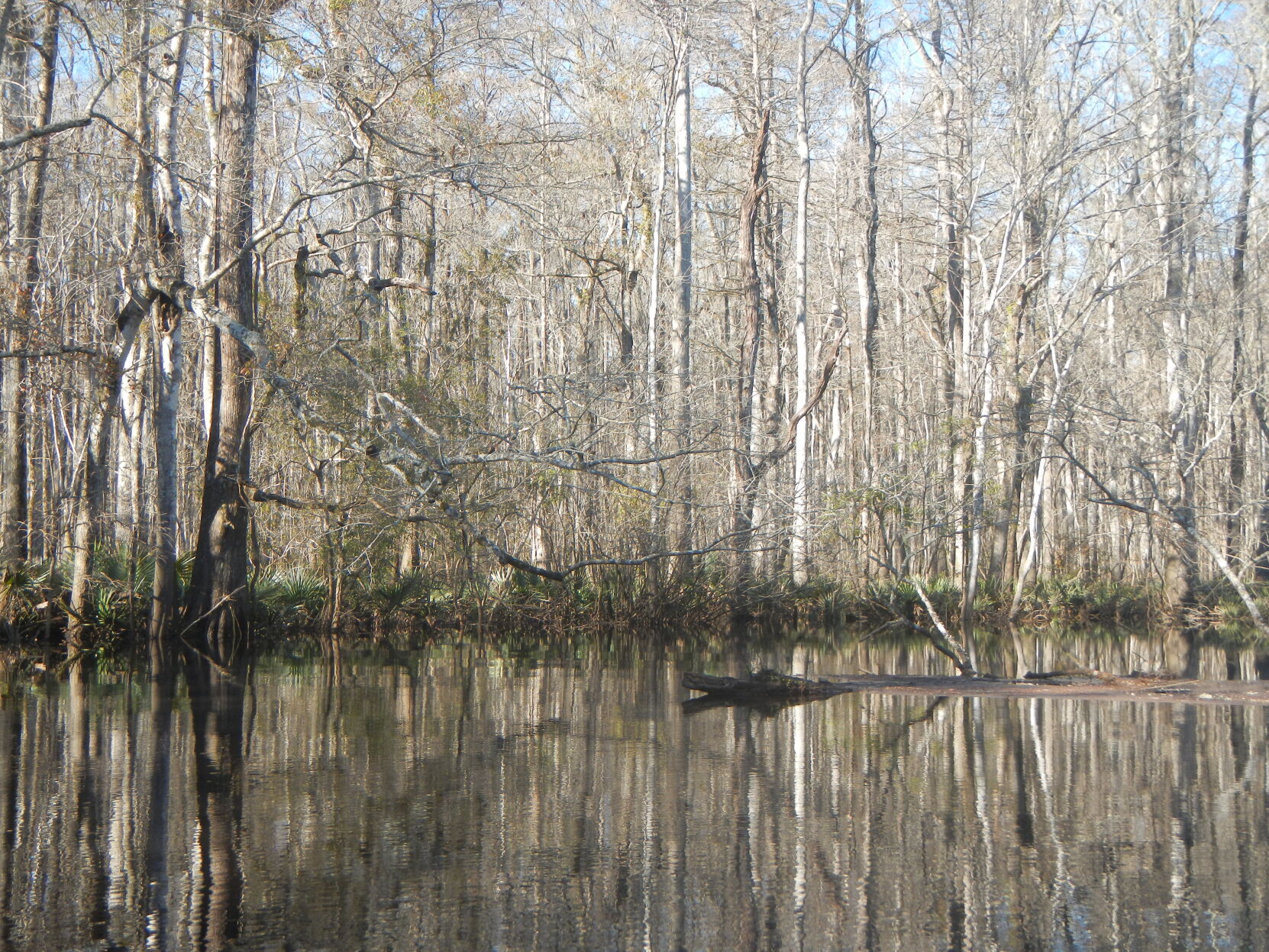 Faux alligator on Wambaw Creek